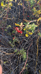 Rosa californica