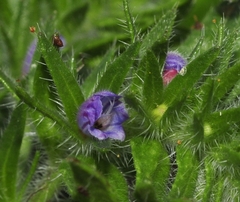 Echium sabulicola decipiens