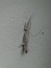 Lygodactylus chobiensis