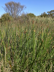 Eleocharis sphacelata