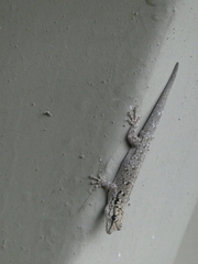 Lygodactylus chobiensis