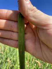 Eleocharis sphacelata