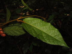 Aristolochia praevenosa