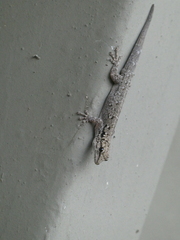 Lygodactylus chobiensis