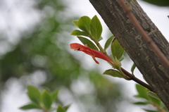 Columnea