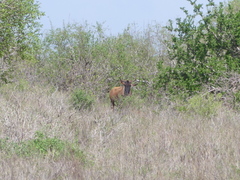 Connochaetes taurinus albojubatus