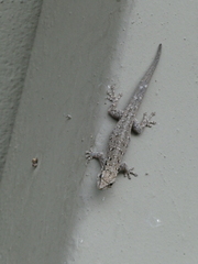 Lygodactylus chobiensis