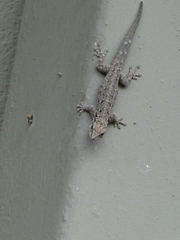 Lygodactylus chobiensis