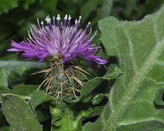 Centaurea seridis sonchifolia