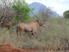 Oryx beisa callotis