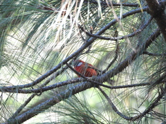 Cardellina rubra