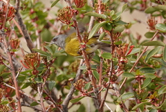 Phrygilus patagonicus