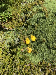 Calceolaria biflora