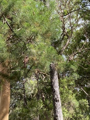 Callitris columellaris