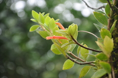 Columnea