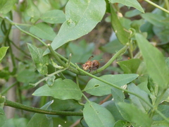 Ropalidia distigma