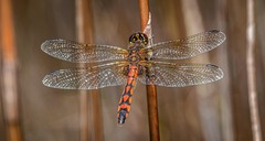 Austrothemis nigrescens