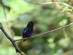 Boissonneaua jardini