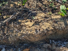 Pholidoscelis exsul