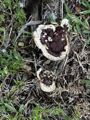Media resource of Earliella scabrosa