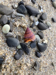 Calliostoma annulatum