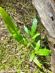 Acrostichum speciosum