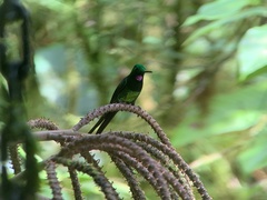 Heliodoxa imperatrix