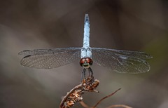 Brachydiplax denticauda