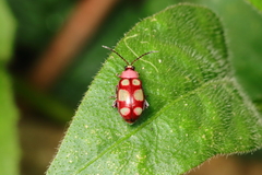 Omophoita sexnotata