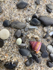Calliostoma annulatum