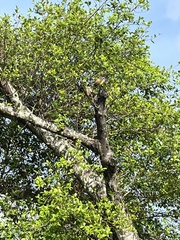 Aves