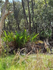 Acrostichum speciosum