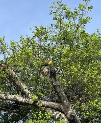 Aves