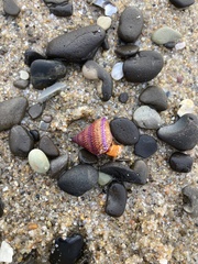 Calliostoma annulatum