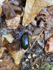 Hydrophilus triangularis