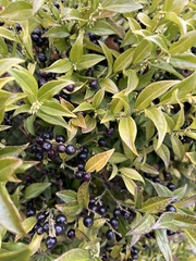 Sarcococca