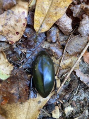 Hydrophilus triangularis