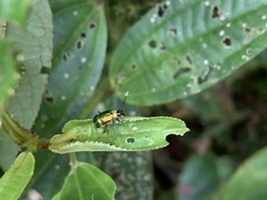Diabroticina