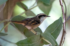 Aphrastura spinicauda