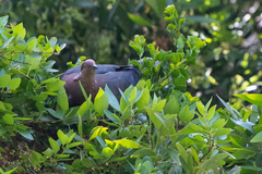 Patagioenas araucana
