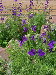 Consolida orientalis