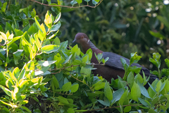 Patagioenas araucana