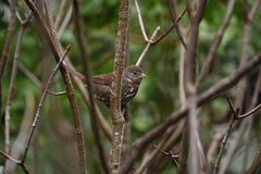 Passerella iliaca annectens