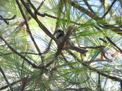 Poecile sclateri