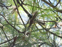 Poecile sclateri