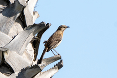 Mimus thenca