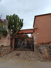 Pachycereus pecten-aboriginum