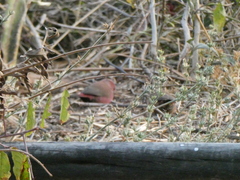 Lagonosticta rhodopareia
