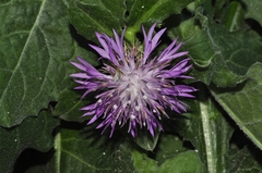 Centaurea seridis sonchifolia