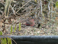 Lagonosticta rhodopareia